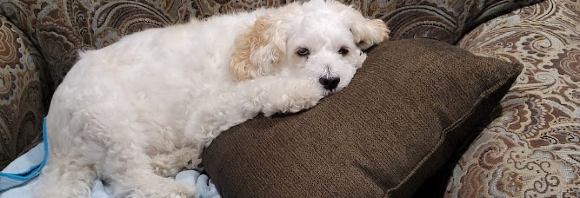 Poodle Rescue Connecticut