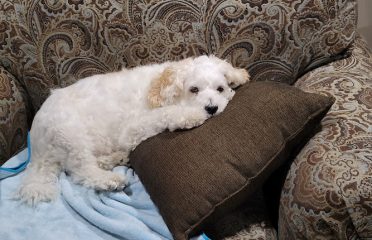 Poodle Rescue Connecticut