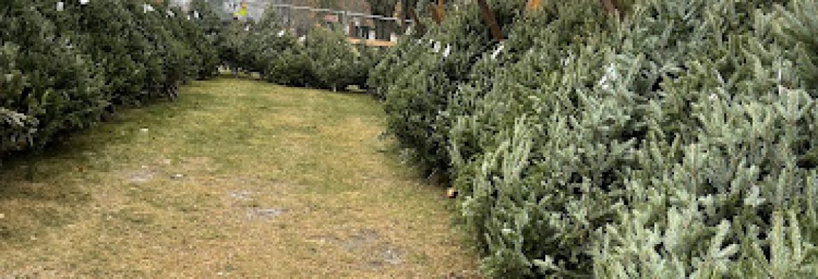 G’s Christmas trees