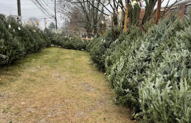 G’s Christmas trees