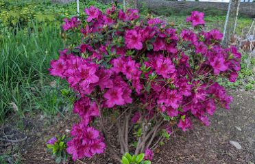 Twin Gardens
