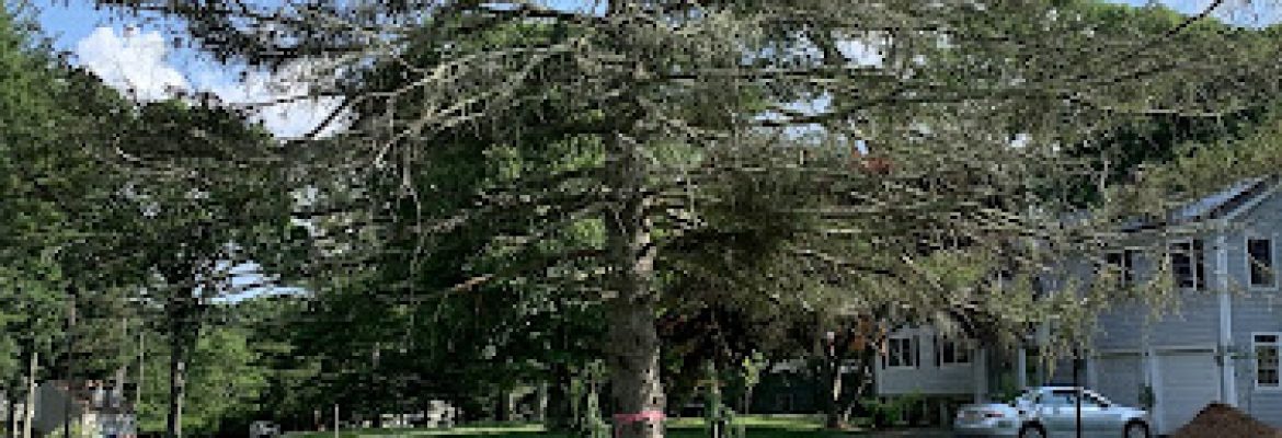 O’Donnell Landscaping, LLC