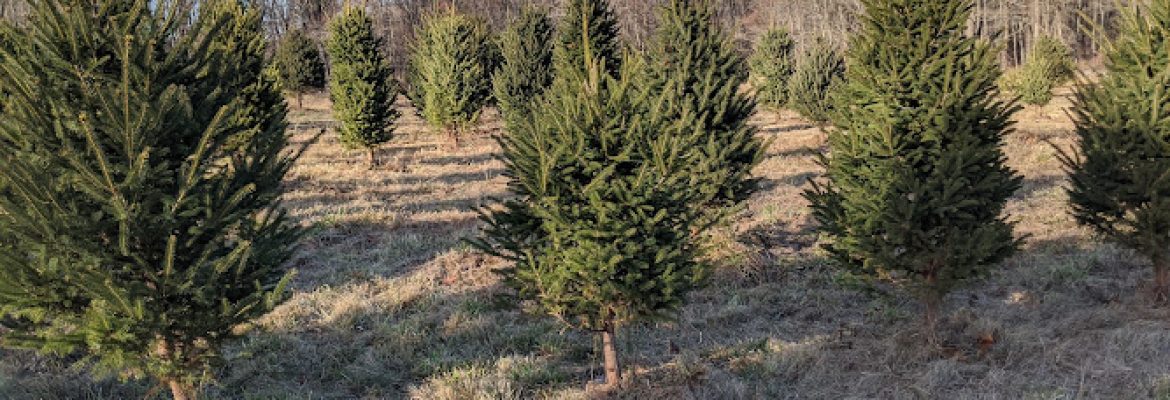 Ganim Tree Farm
