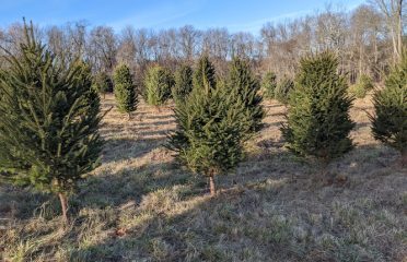 Ganim Tree Farm