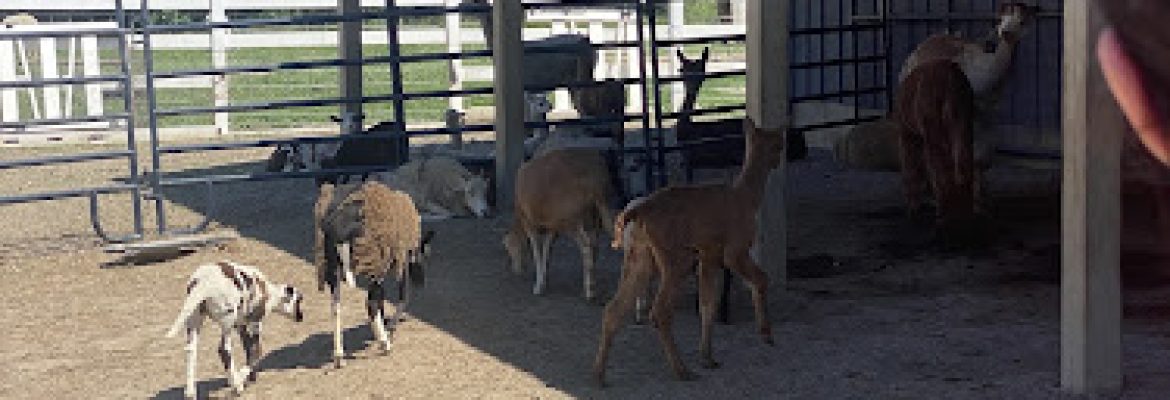 Roaring Acres Alpacas
