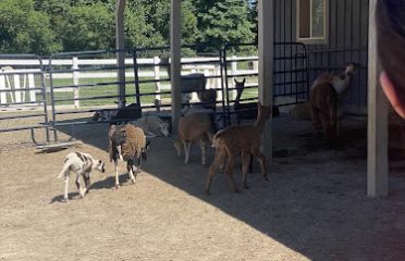 Roaring Acres Alpacas