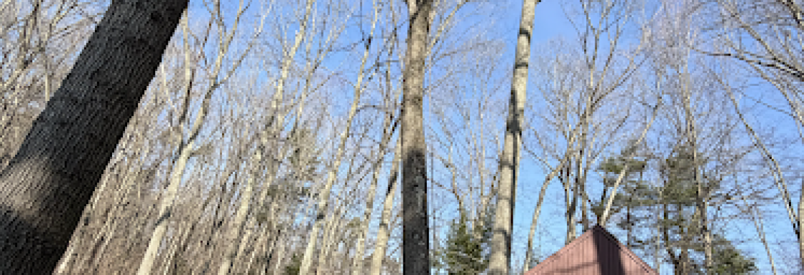 Martinez Tree Work CT
