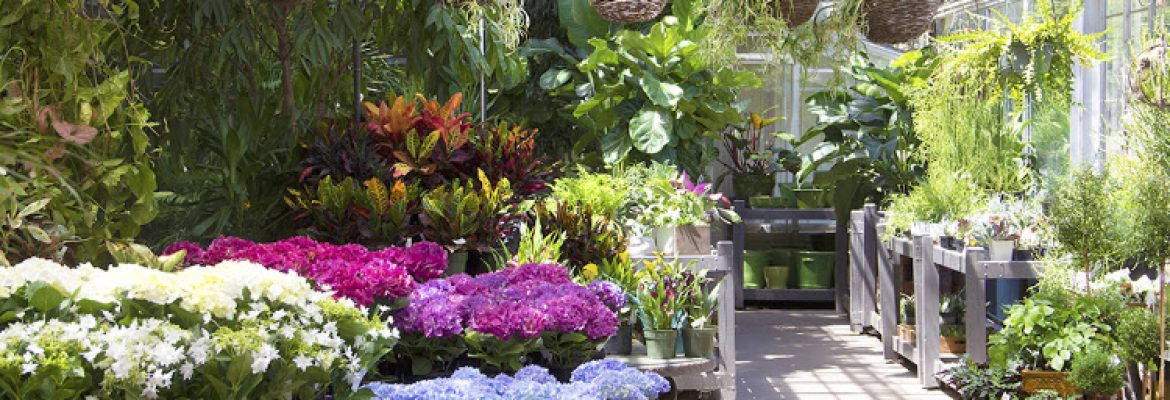 McArdle’s Floral & Garden Design
