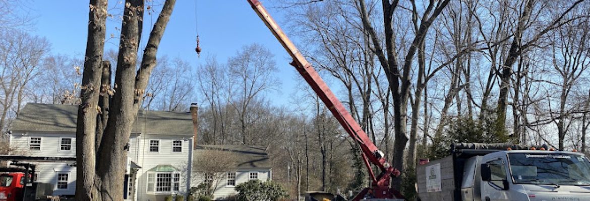 JS Landscaping and Tree services