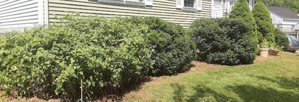 Labbe’s Lawn Care Plus, LLC.