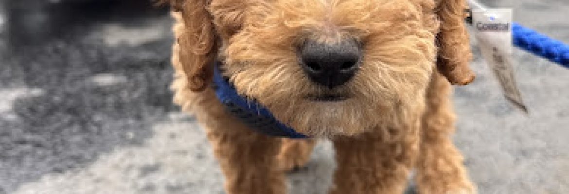 FurEver Friends Danbury