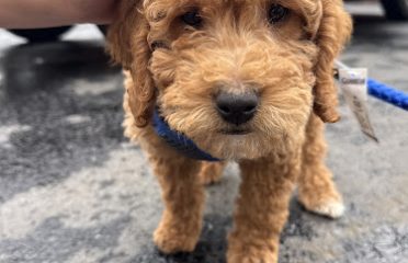 FurEver Friends Danbury