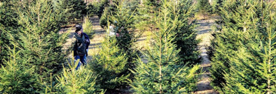Homestead Tree Farm