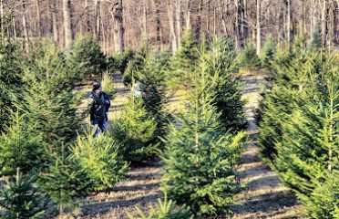 Homestead Tree Farm