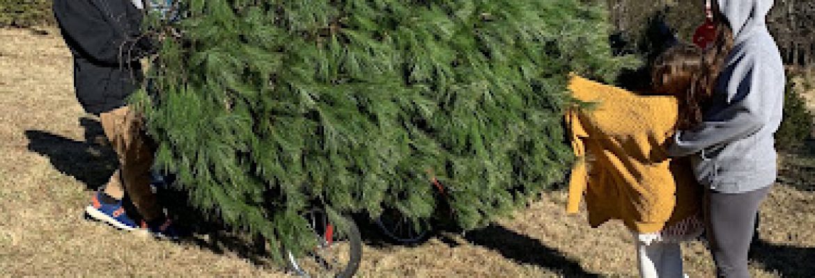 Harmony Farm Christmas Trees