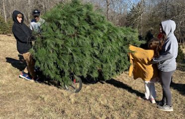 Harmony Farm Christmas Trees