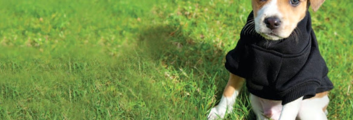 Safe Lawns of Salem