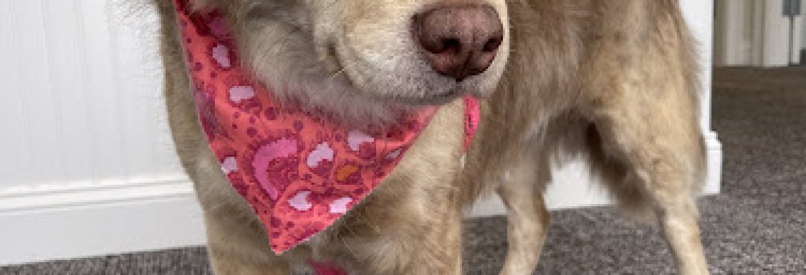 Fun. Play. Bark.