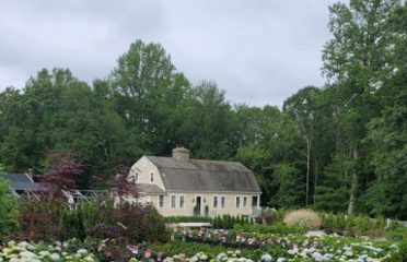 Hydrangea Galore at Comstock Farms LLC
