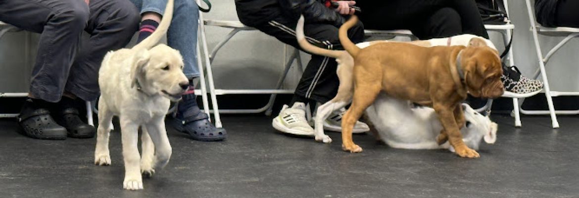 Outrider Dogs