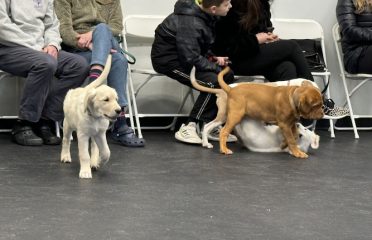 Outrider Dogs