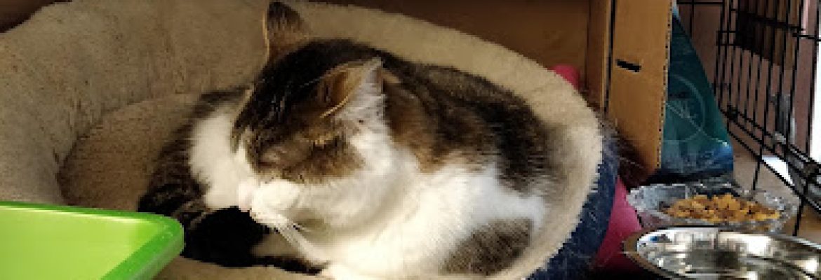 Connecticut Cat Connection