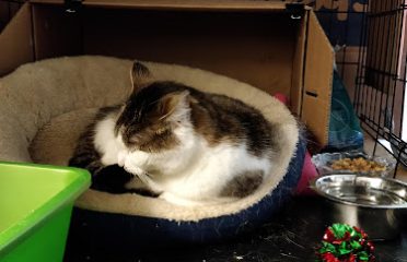 Connecticut Cat Connection