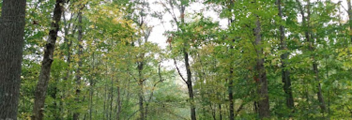 Colonel Ledyard Park