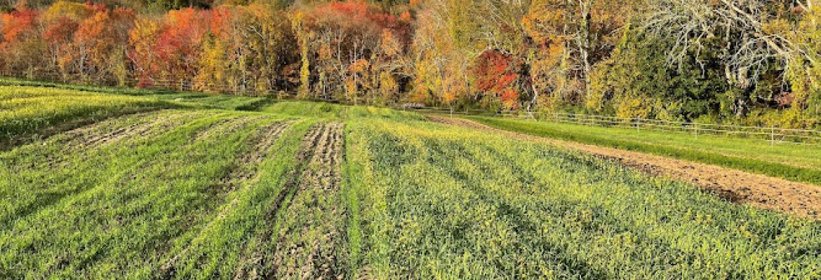 Cloverleigh Farm