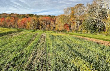 Cloverleigh Farm