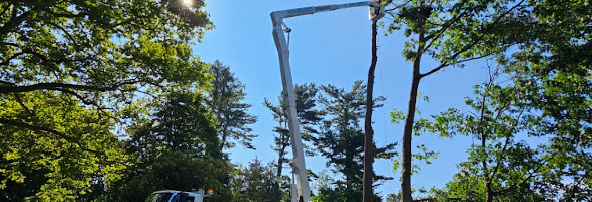 Angelo Tree Services llc