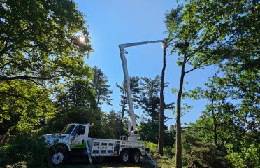 Angelo Tree Services llc