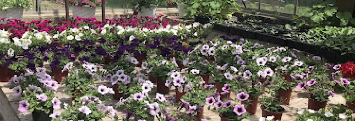 Country Farm Nursery