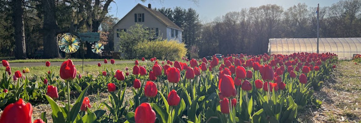 Broad Brook Blooms