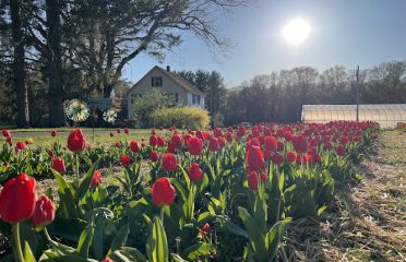 Broad Brook Blooms