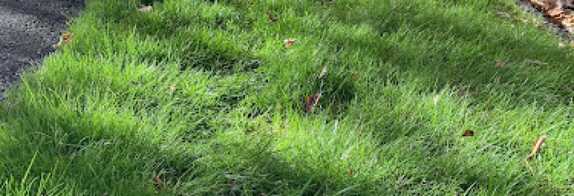 Natural Choice Lawn & Tree Care
