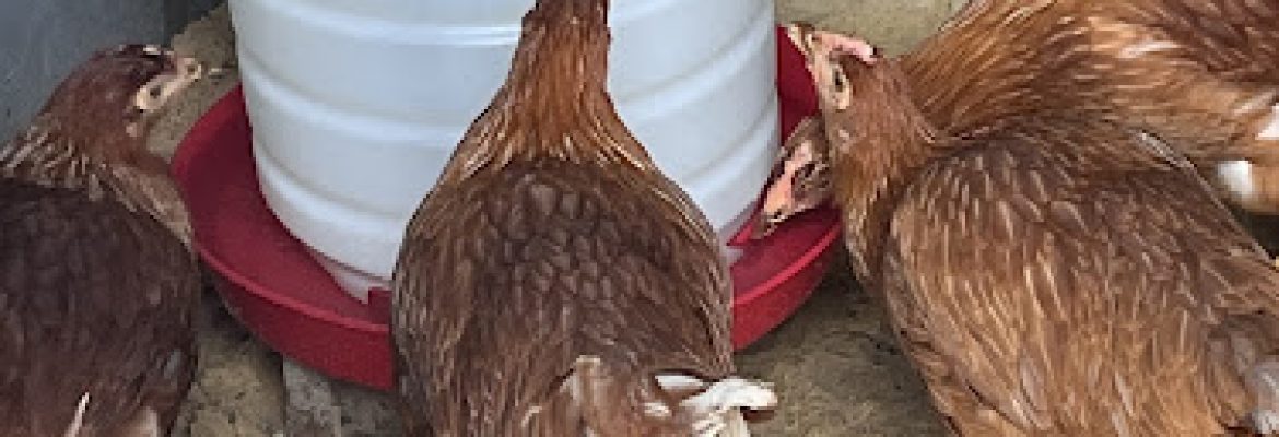 Cathy’s House of Chickens
