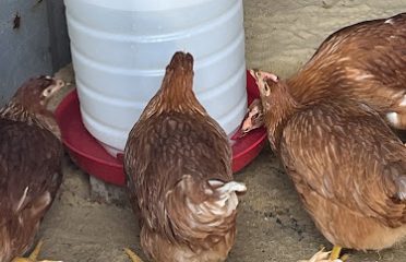 Cathy’s House of Chickens