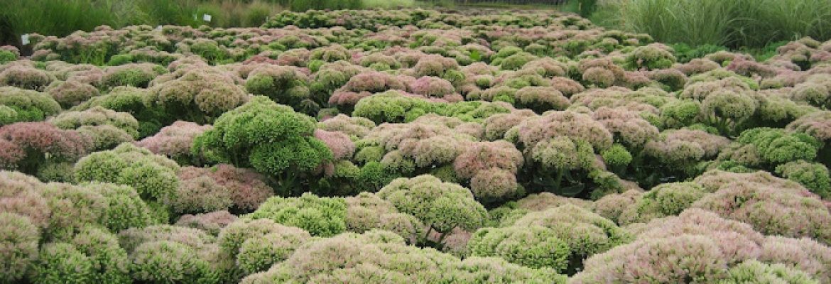 Canterbury Horticulture