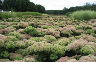 Canterbury Horticulture