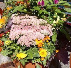 Bosco’s Garden Center
