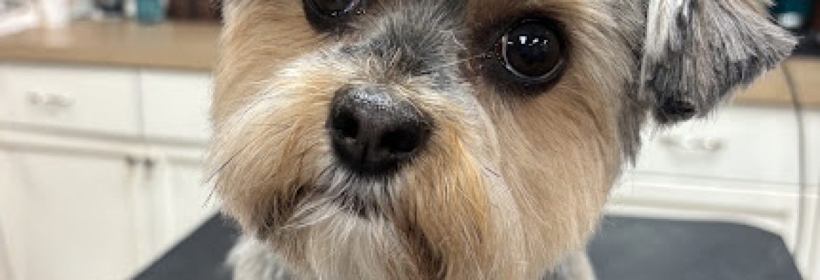Barking Lot
