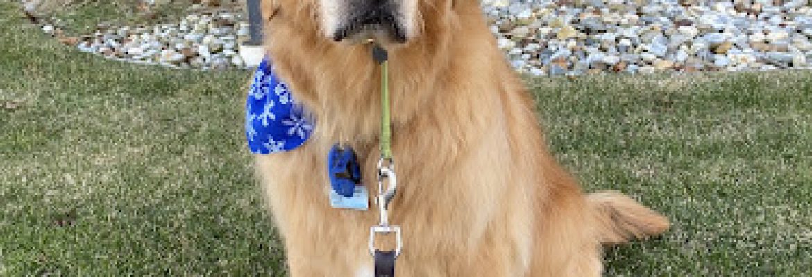 Dog Essentials