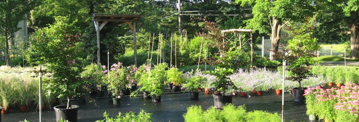 Falls Village Flower Farm LLC