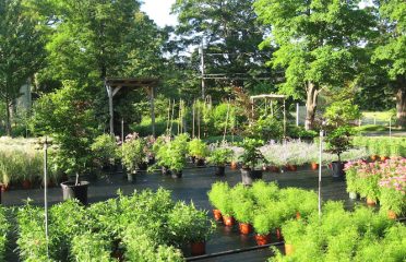 Falls Village Flower Farm LLC