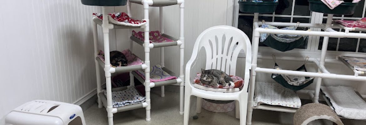 Forgotten Felines, Inc