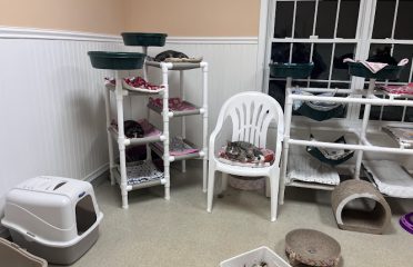 Forgotten Felines, Inc