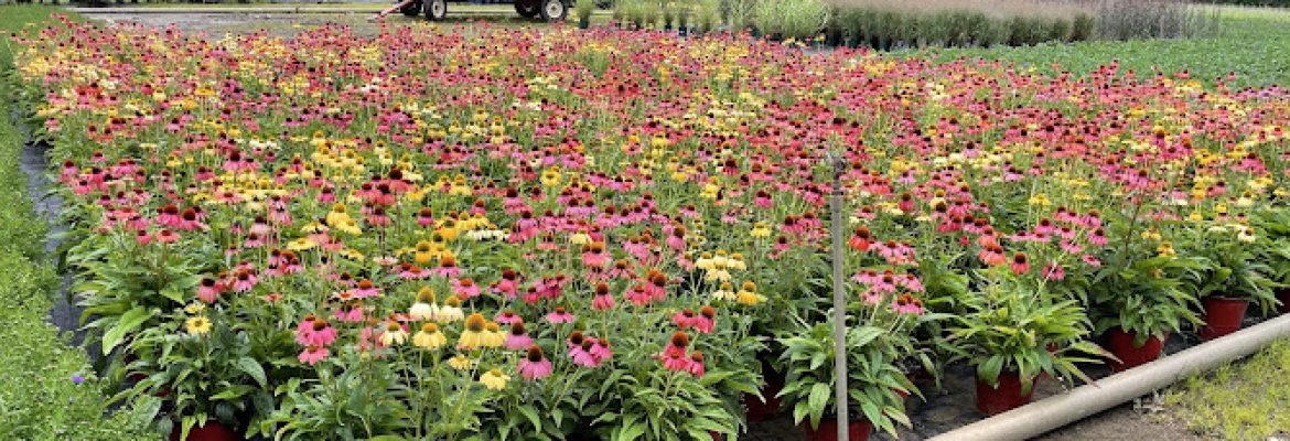 The Plant Group