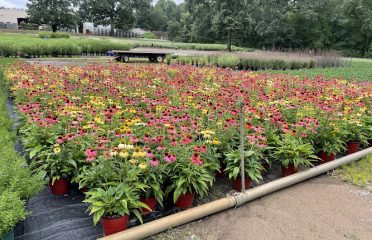 The Plant Group
