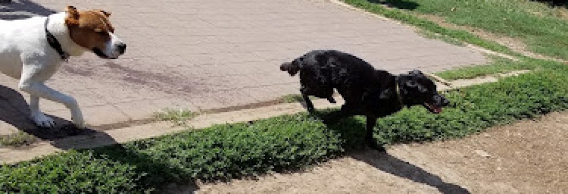 Stamford Dog Park